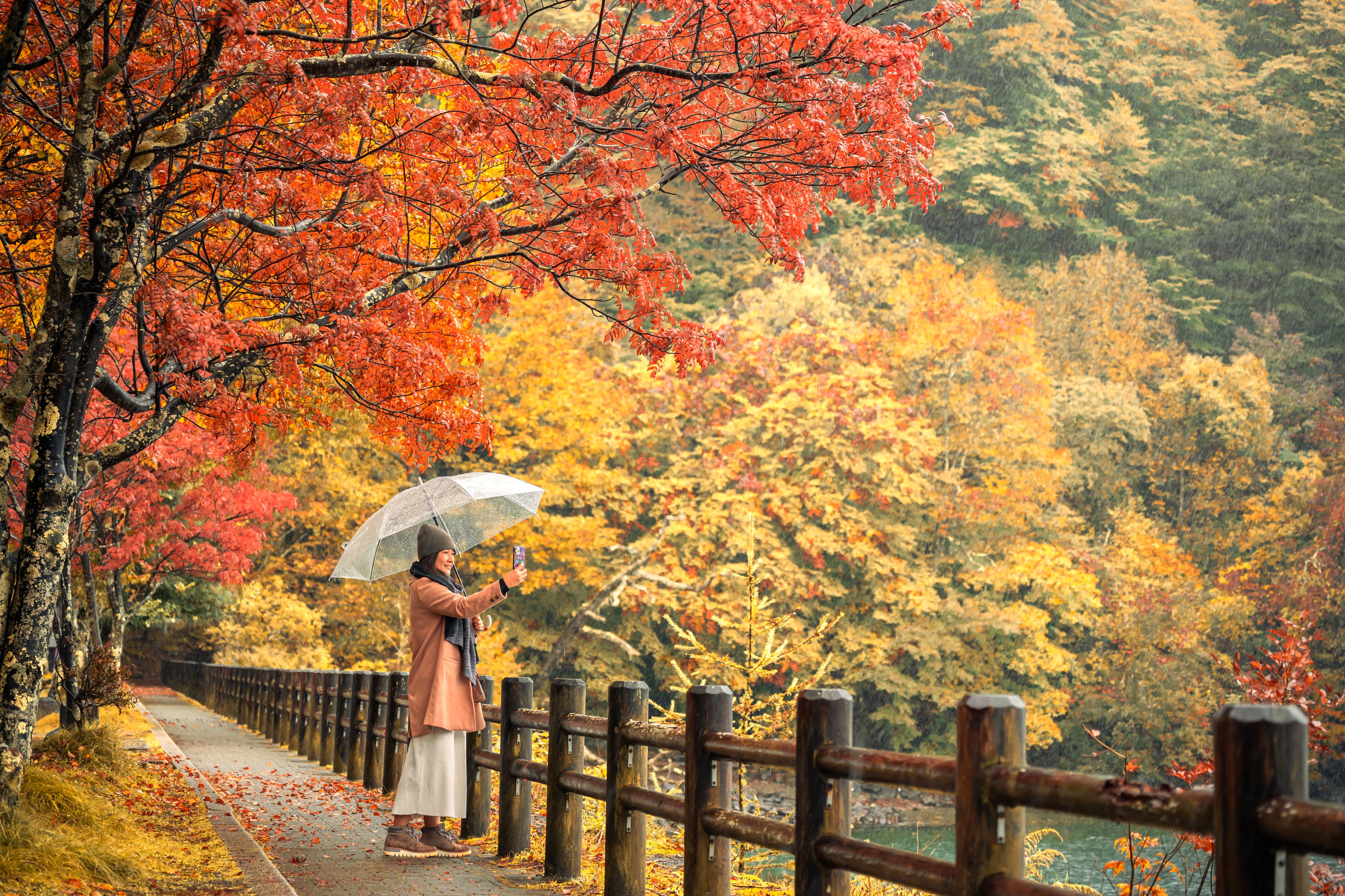 Tokyo autumn colours shine in Yoyogi Park, where vibrant red maples and golden ginkgo trees create one of the city’s most stunning seasonal landscapes.