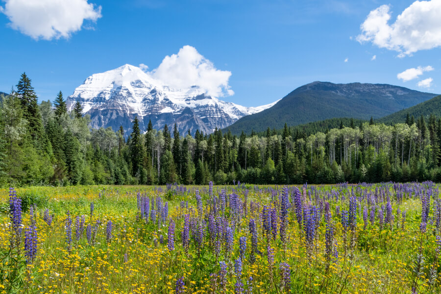 A beautiful view of Mount Robson behind lupine filled meadows