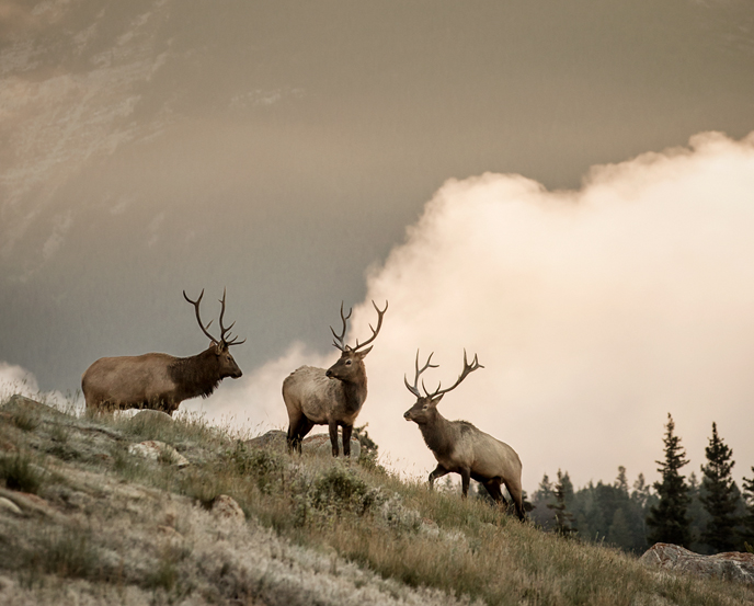 Wildlife sightings are spectacular and expected - keep an eye out!