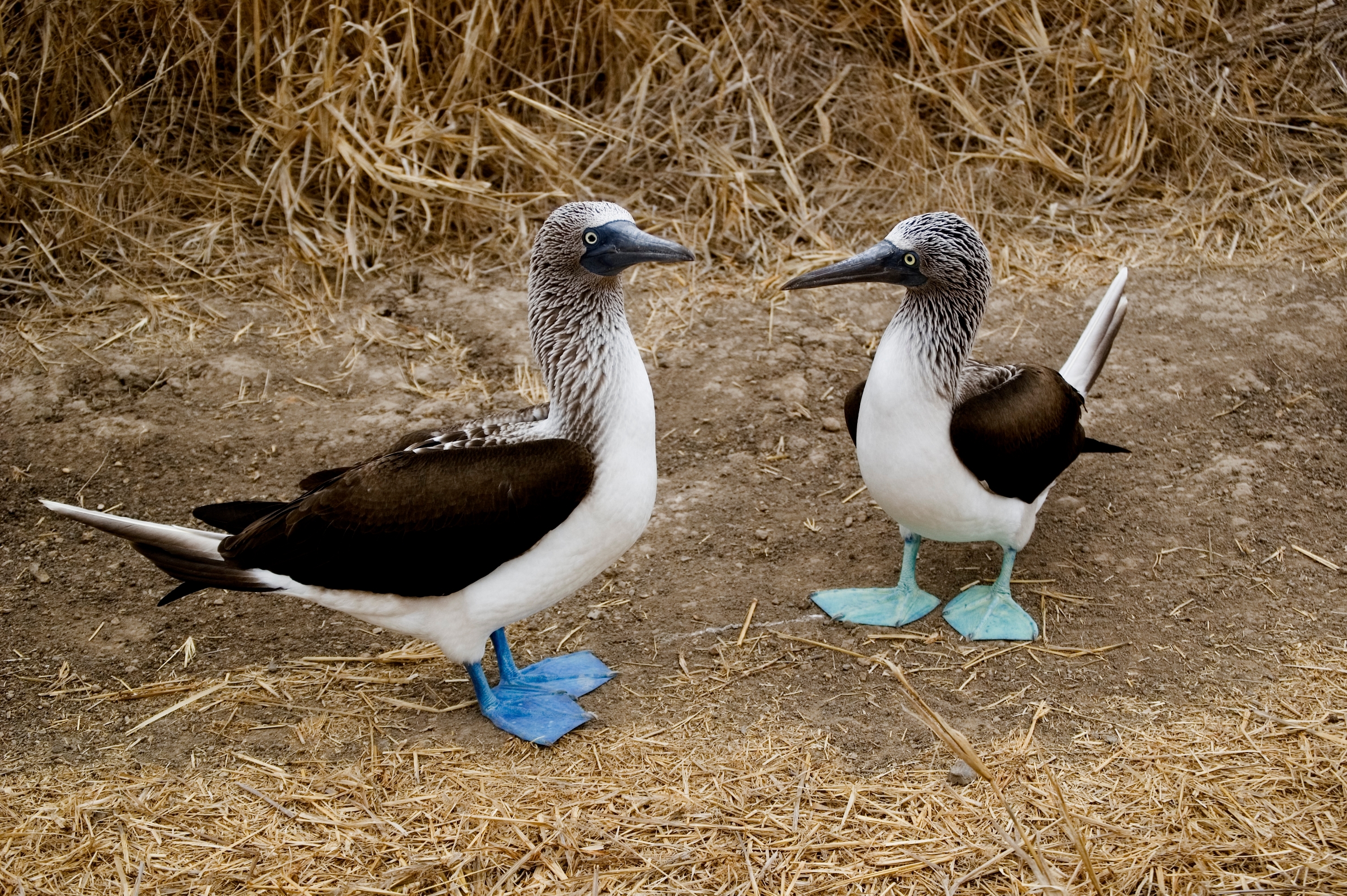 Blue-footed boobie calls the Gal&aacute;pagos Islands home