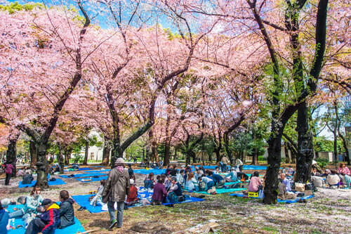 Your Guide To Tokyo Cherry Blossoms: Where To See The Blooms In 2026