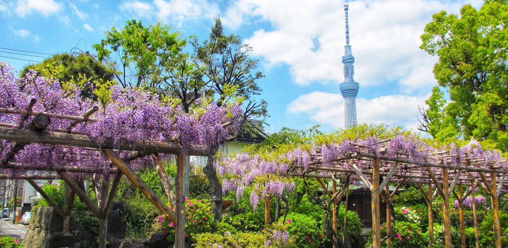 Wisteria in full bloom at Kameido Tenjin Shrine, with Tokyo Skytree