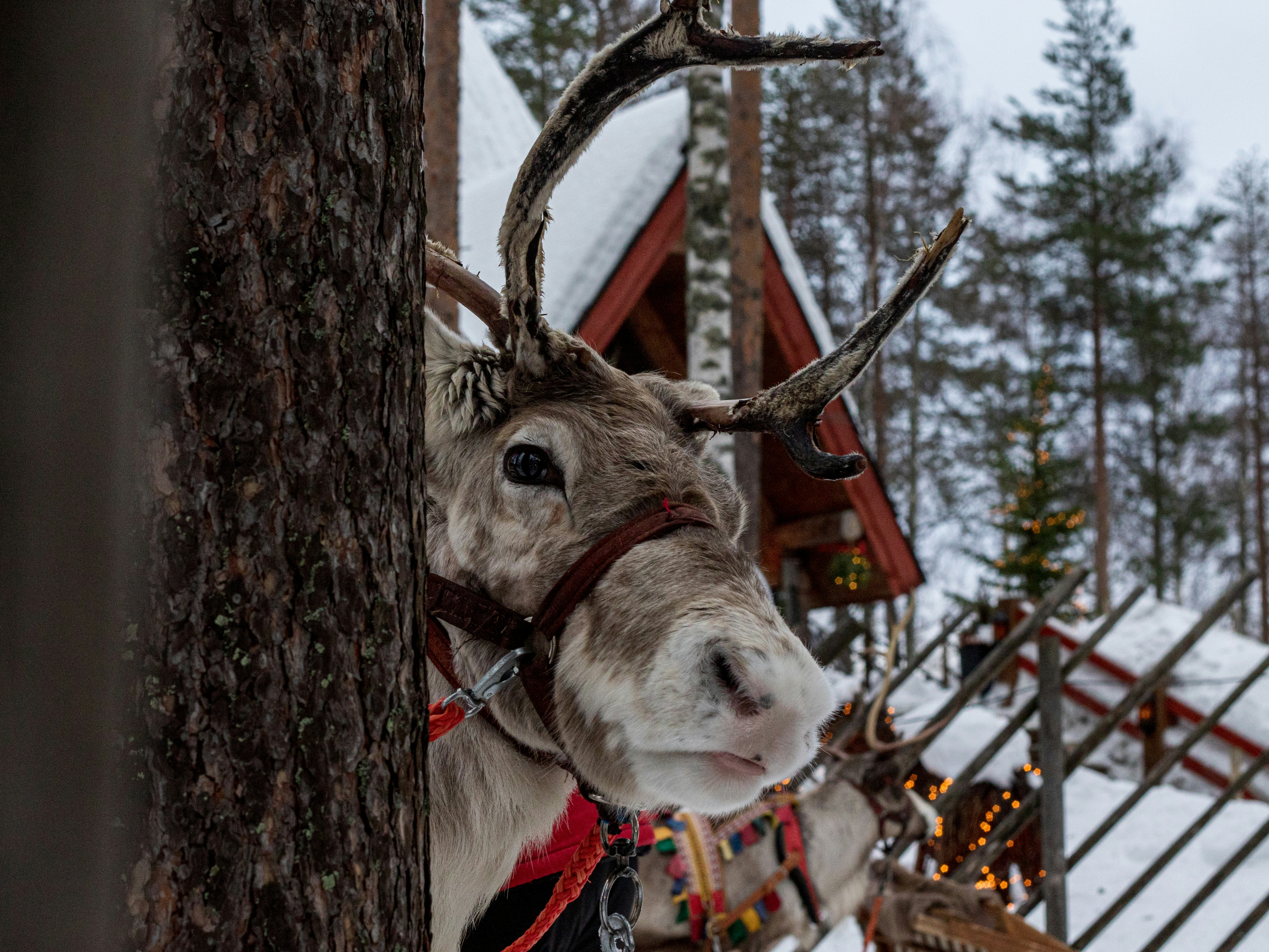 A reindeer in Finnish Lapland pulling a sled through the snow&mdash;an iconic part of Finland tourism.
