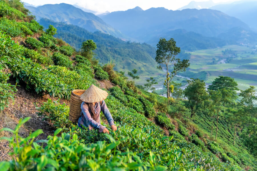 A central highland tribe woman harvesting tea leaves at a plantation in Sa Pa.