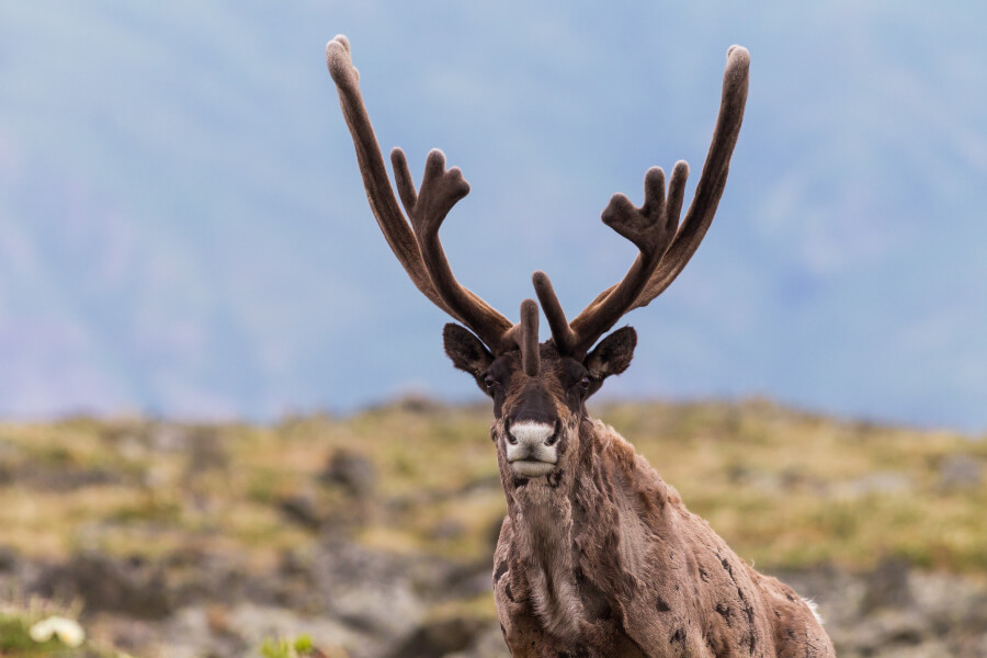 A majestic Yukon bull caribou stands tall, an unforgettable sight for wildlife lovers