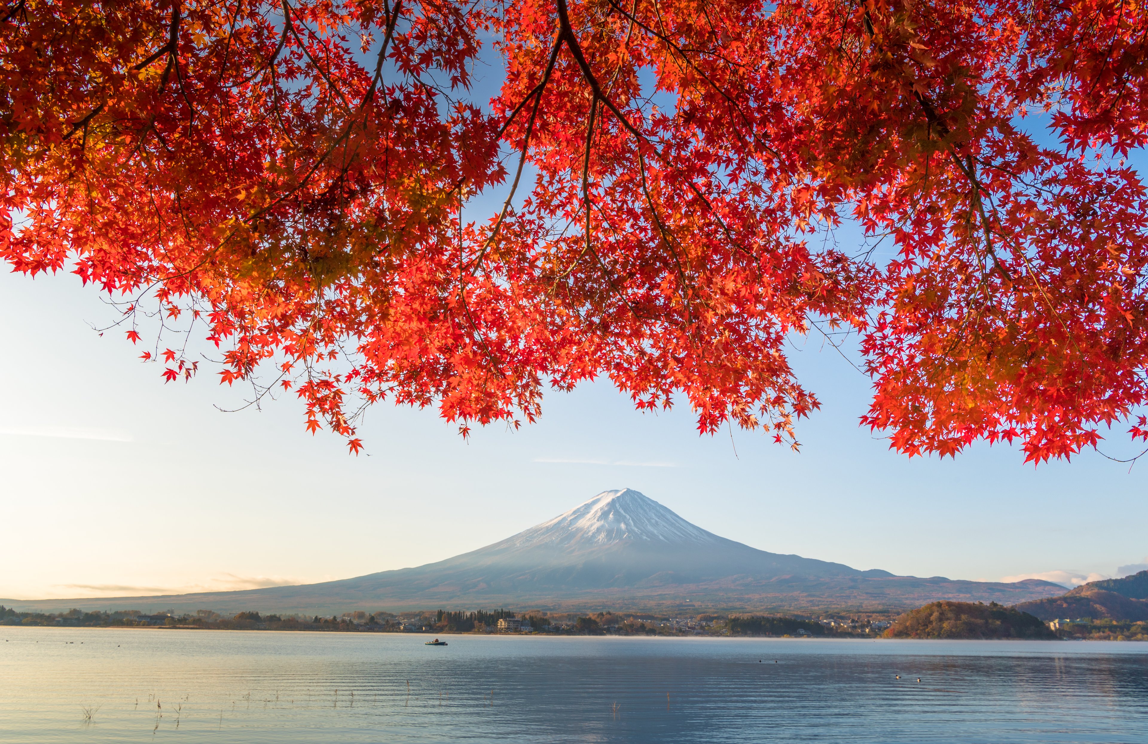 Kyoto autumn leaves bring the city's famous temples and gardens to life with vivid red and gold colours.