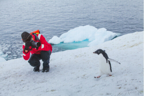 A person photographs a penguin in Antarctica.