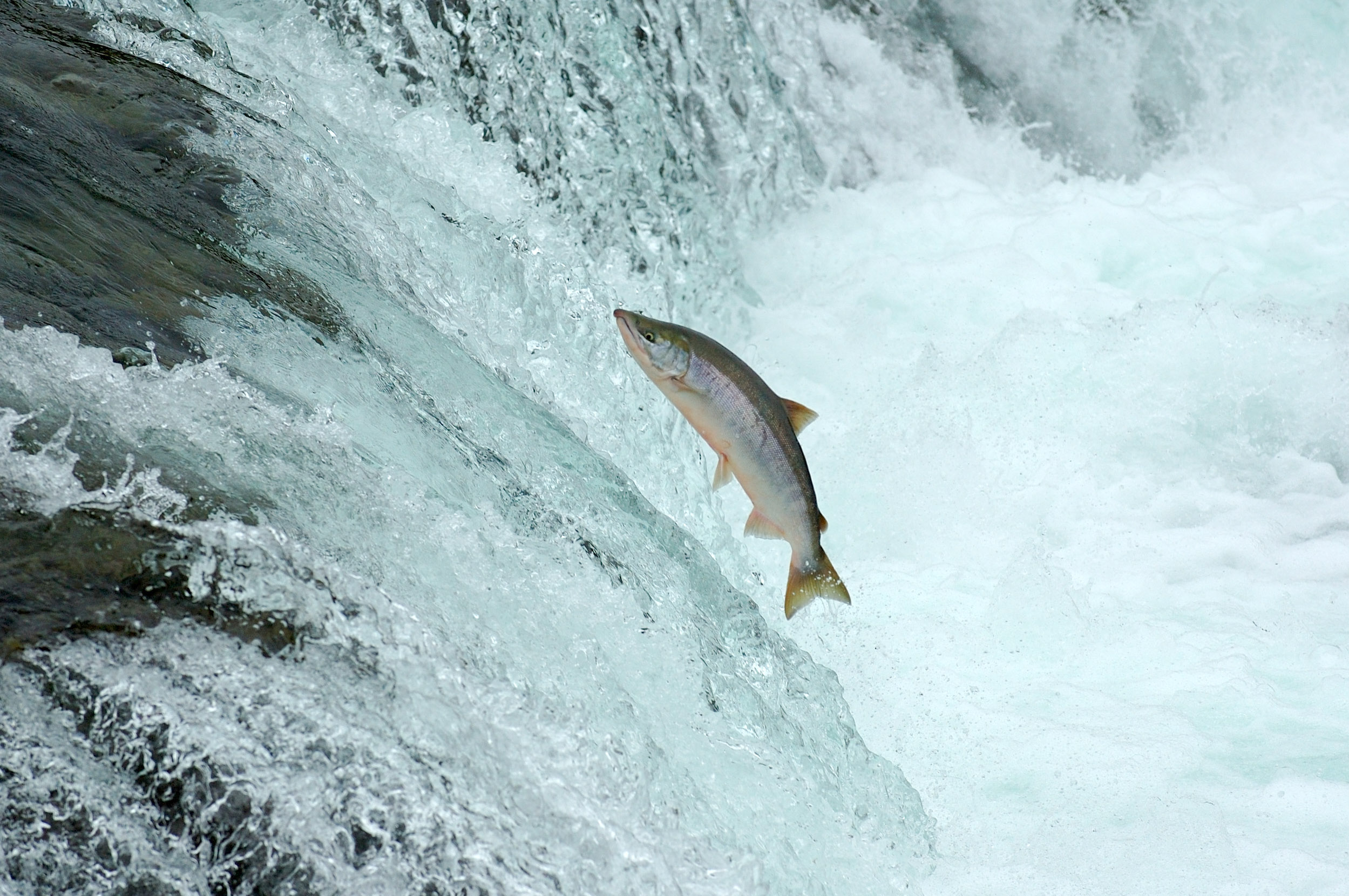 Jumping salmon in Alaska