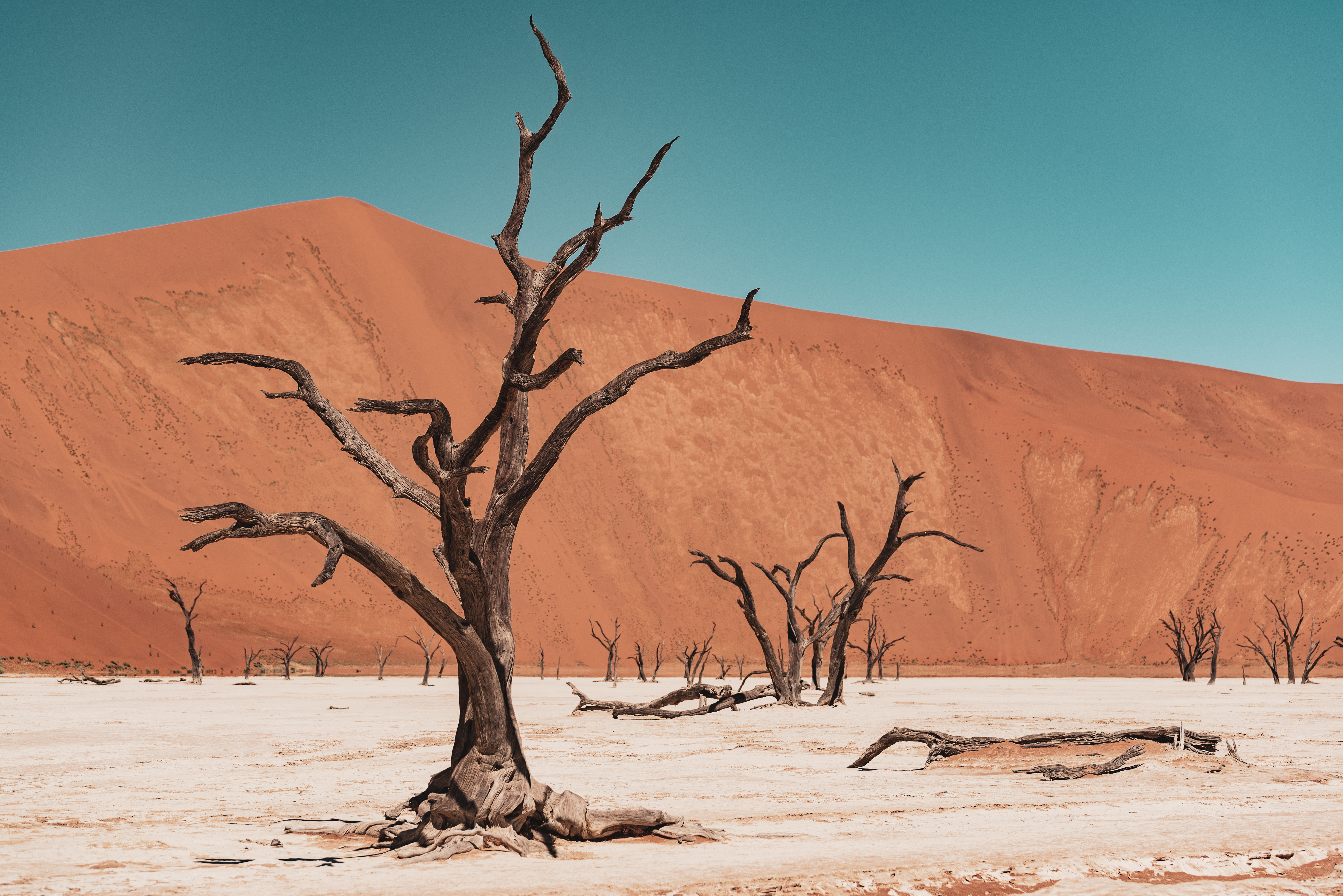 Sossusvlei&rsquo;s Deadvlei clay pan in the Namib Desert, known for its ghostly trees and stark, otherworldly landscape.