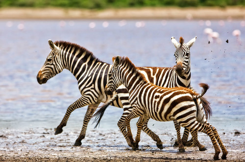 Zebra's crossing through Lake Ndutu.