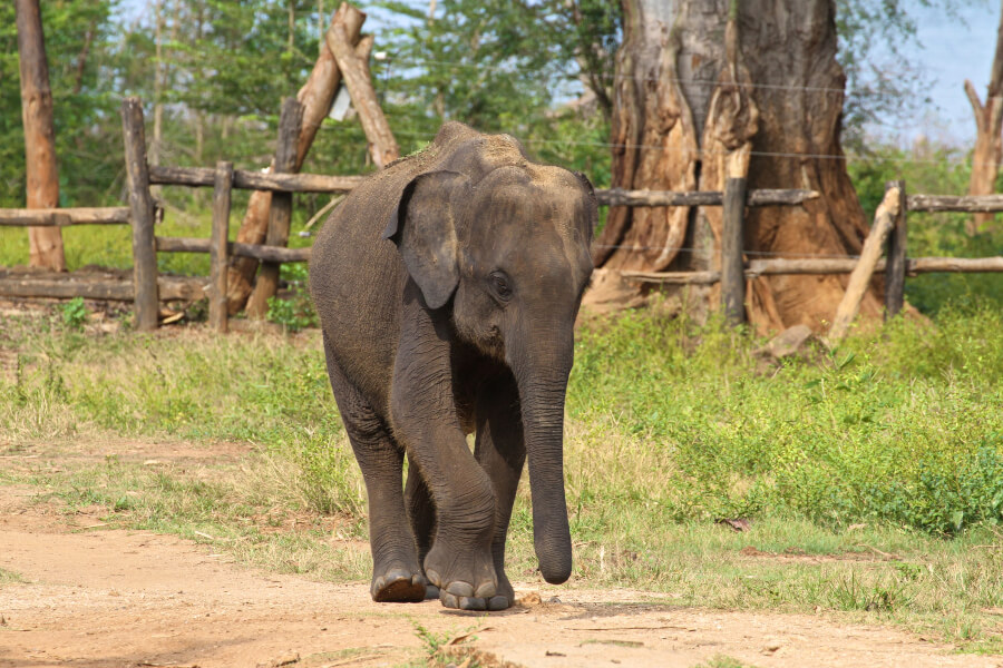 A baby elephant walks at the Udawalawe Elephant Transit Home and Information Centre.