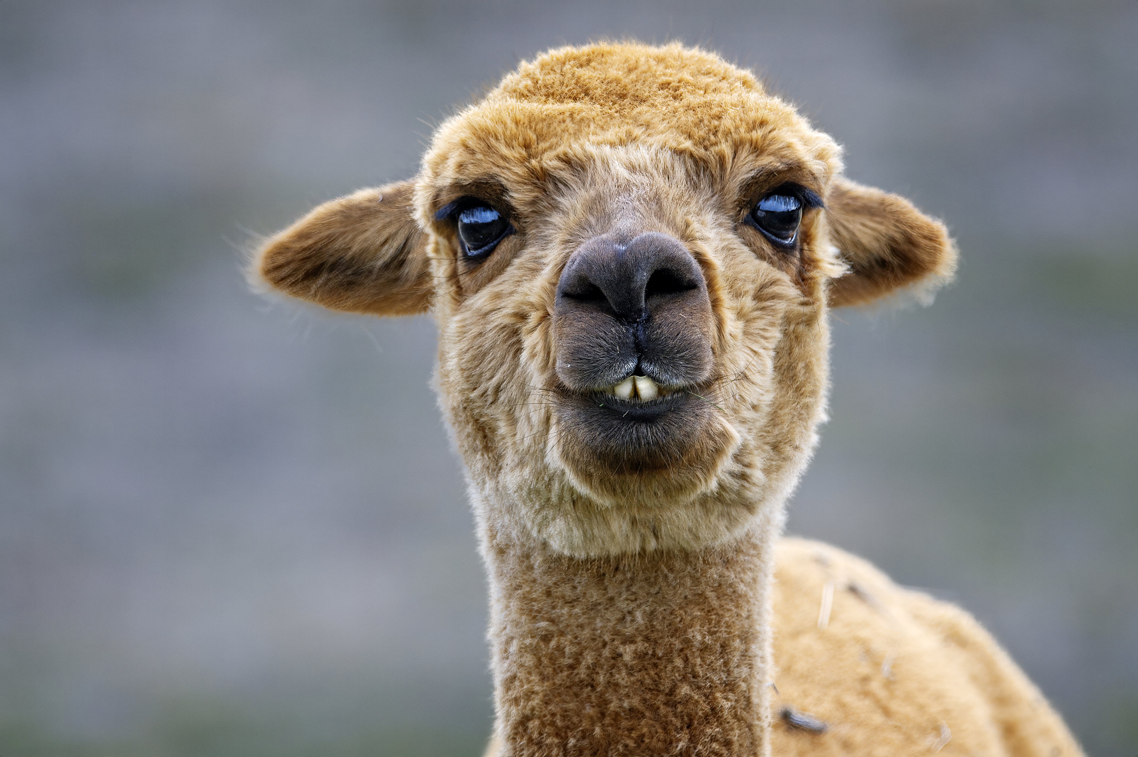 A Pervian Alpaca.