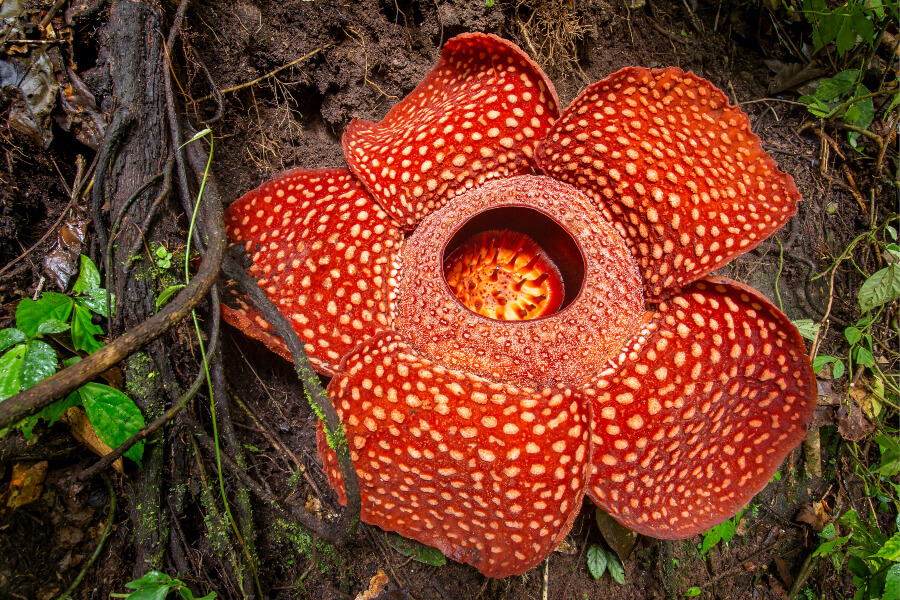 The pungent Rafflesia is the largest flower in the world