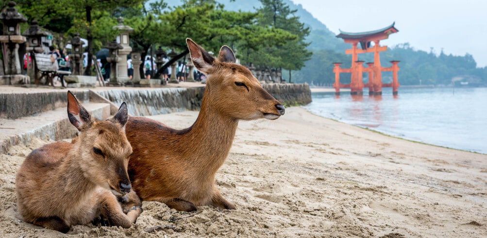 Snapshot: Miyajima Island