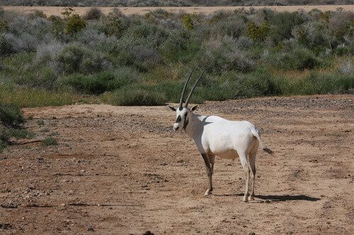 Arabian White Oryx located at the Shaumari Wildlife Reserve in Jordan.