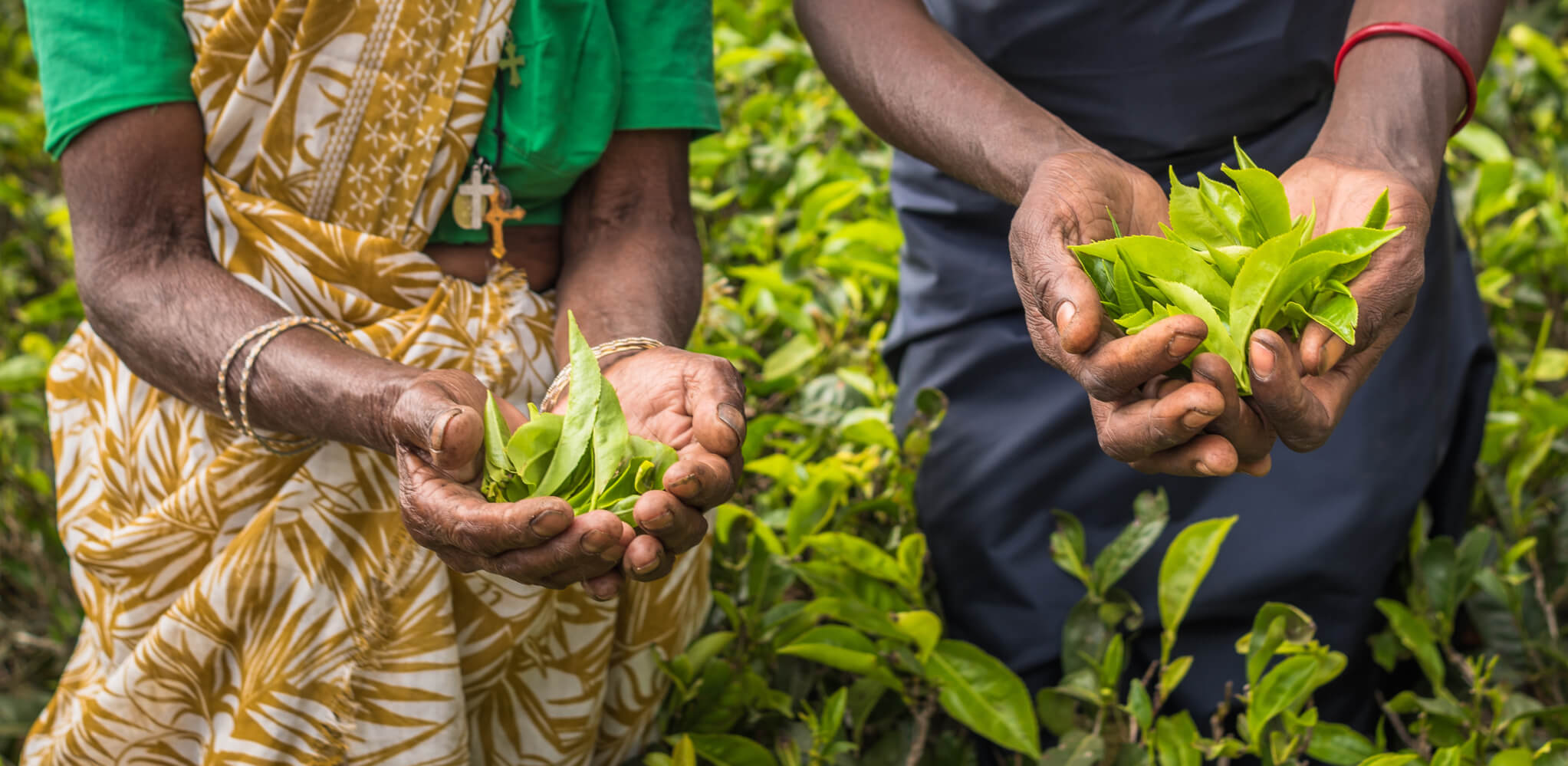 Snapshot: Nuwara Eliya 