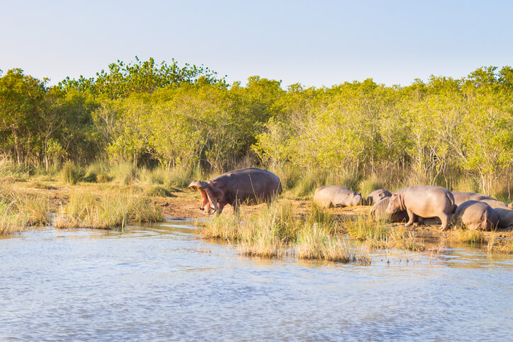 In Isimangaliso Wetland Park, visitors can see wildlife up close.