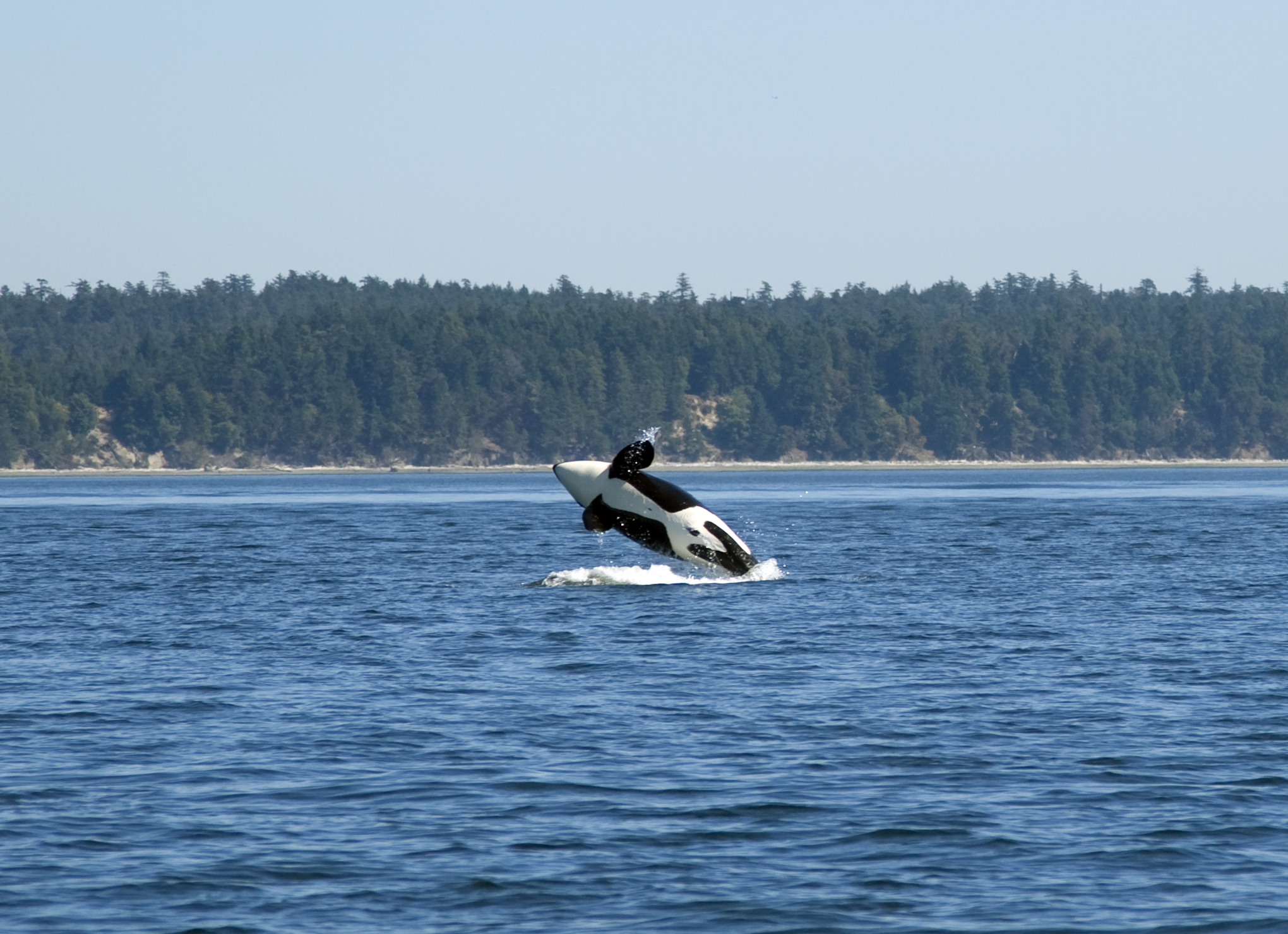 Orca whale breaching near Vancouver Island