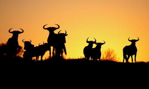 A herd of wildebeest silhouetteted in the sunset.