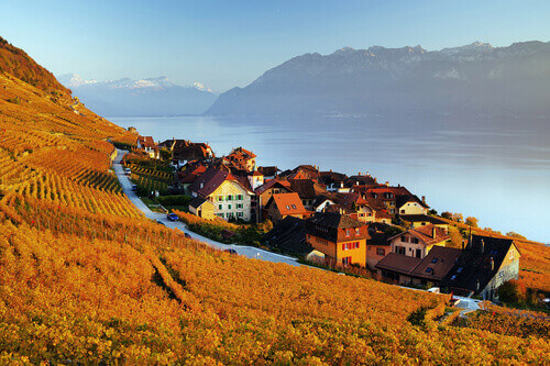 The vineyard terraces in the famous Lavaux Wine Region overlooking the northern shores of Lake Geneva in Switzerland.