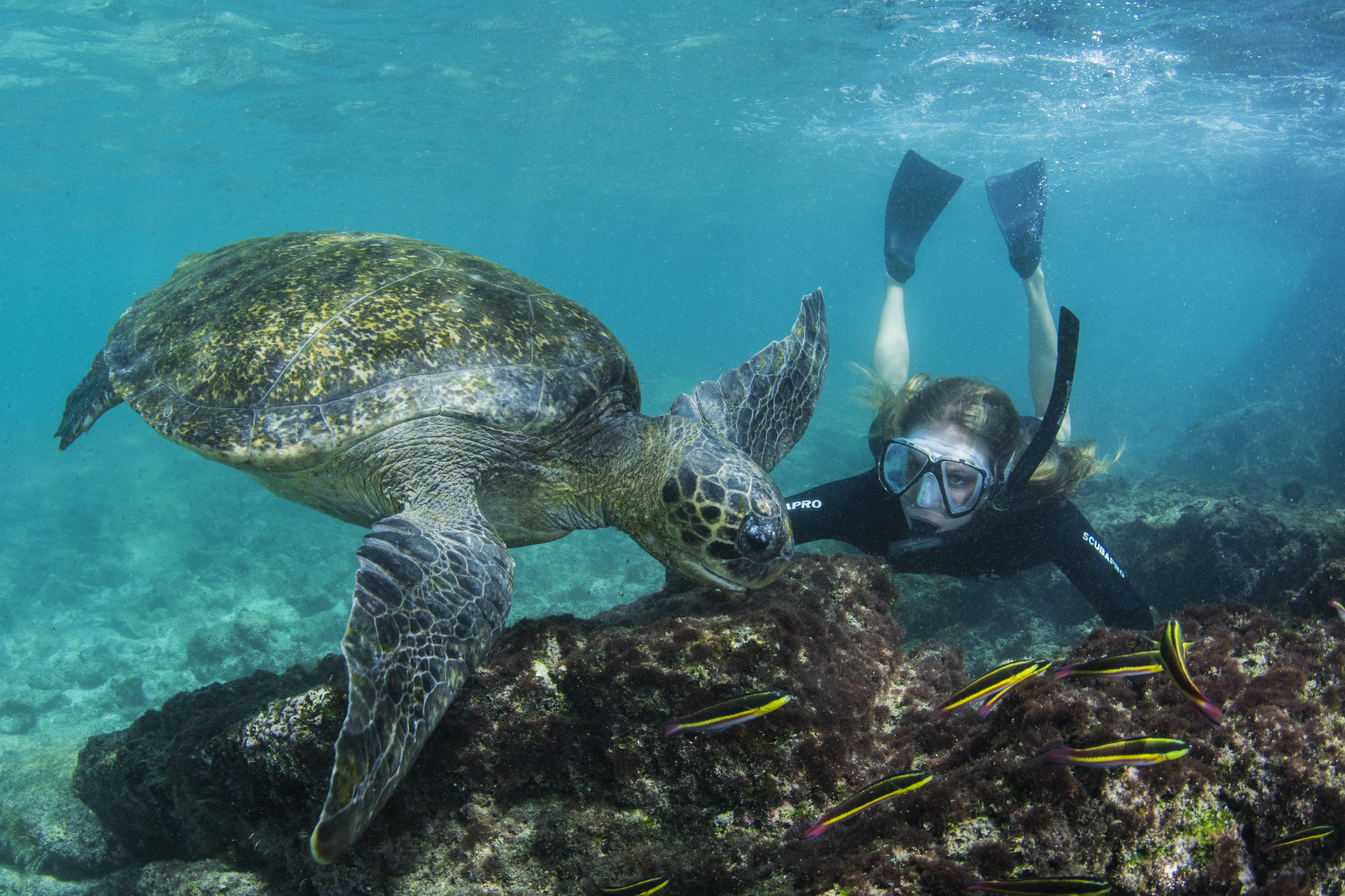 The Galapagos is one of the best place on the planet to swim with turtles