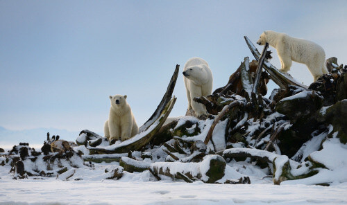 Polar bears in Kaktovik exploring ruins.