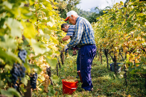 Farmers are harvesting natural grapes in a vineyard in the Kakheti Region.