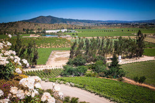 A beautiful green vineyard with mountains and hills in the background.