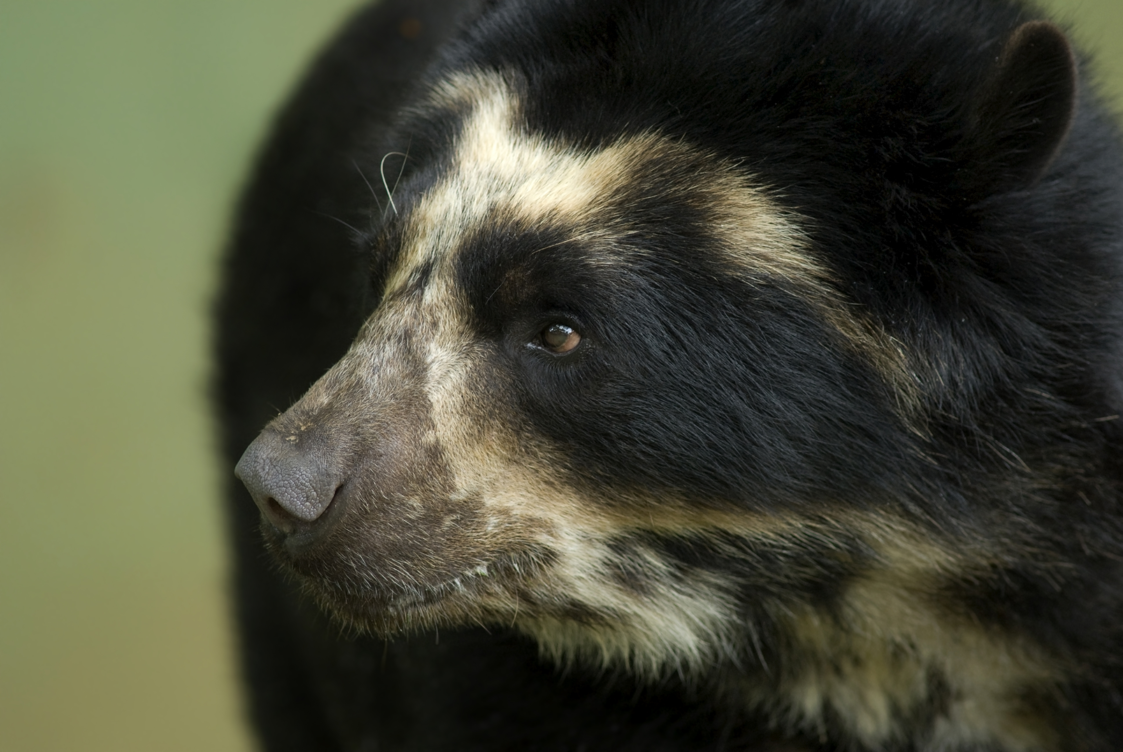 Huascar&aacute;n National Park is a sanctuary for the rare spectacled bear