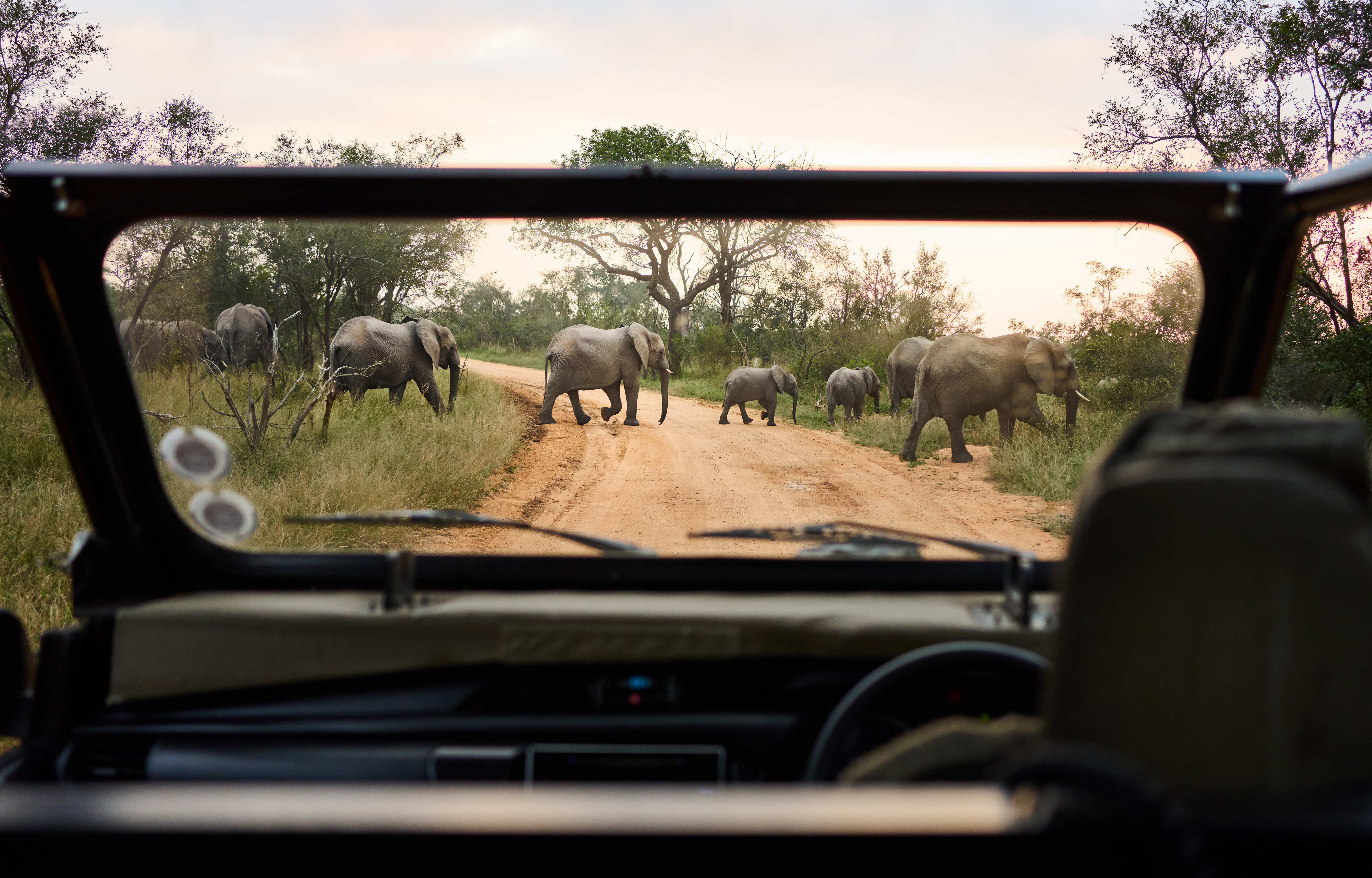 Elephants crossing during guided safari tour, exploring Big Five safari destinations across Southern Africa