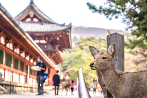 A deer stands close to the camera in front of a Temple in Nara, Japan.
