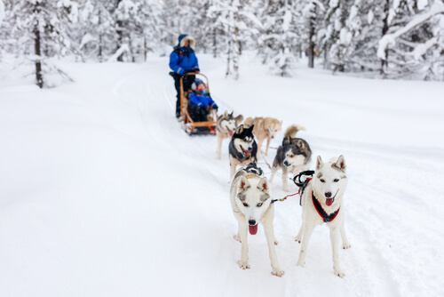In winter, Lapland boasts actvities such as sledding with Huskies.