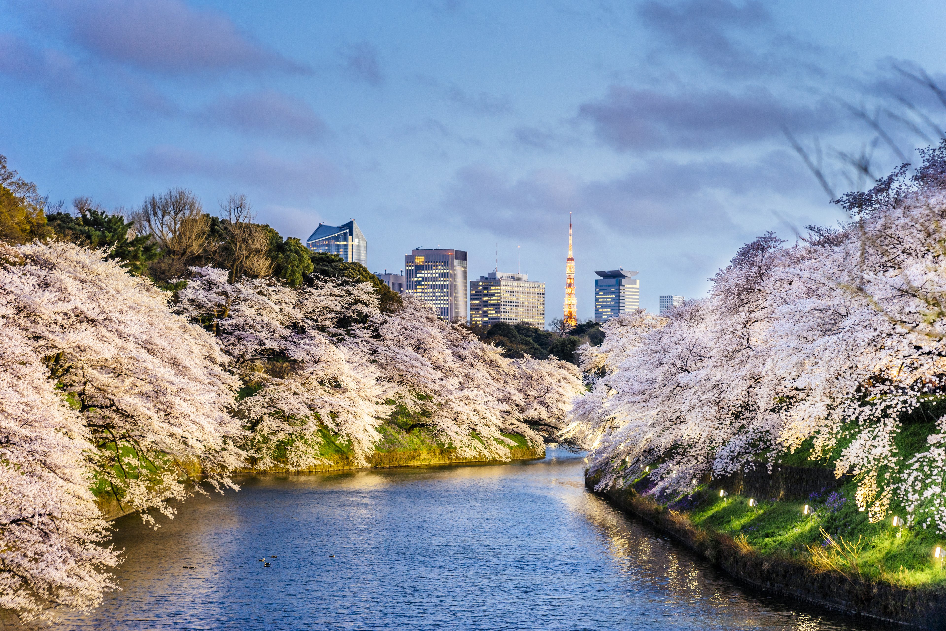 Cherry blossoms at Chidorigafuchi with Tokyo Tower
