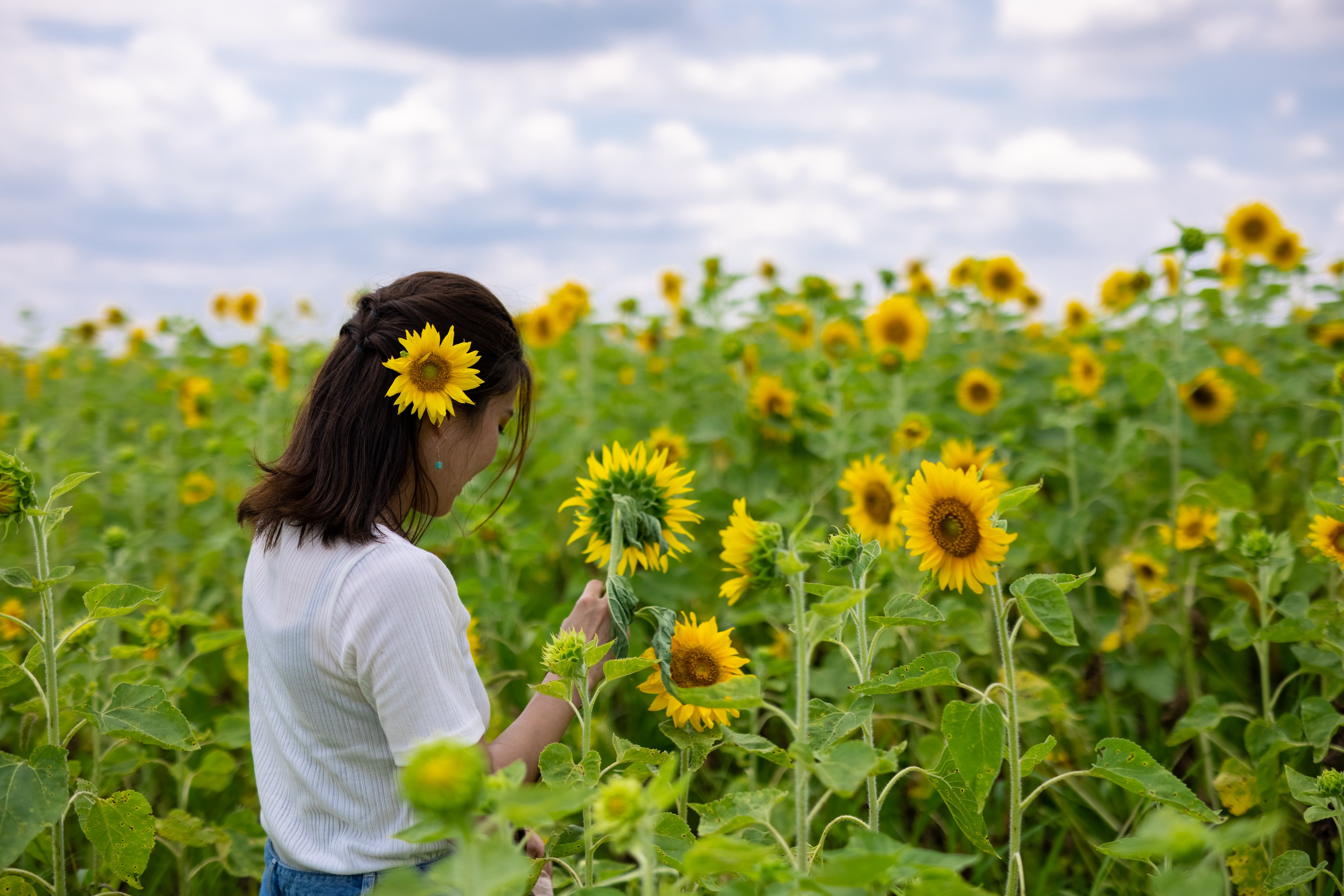 A summer moment captured in a sunflower field&mdash;a highlight for those visiting Japan