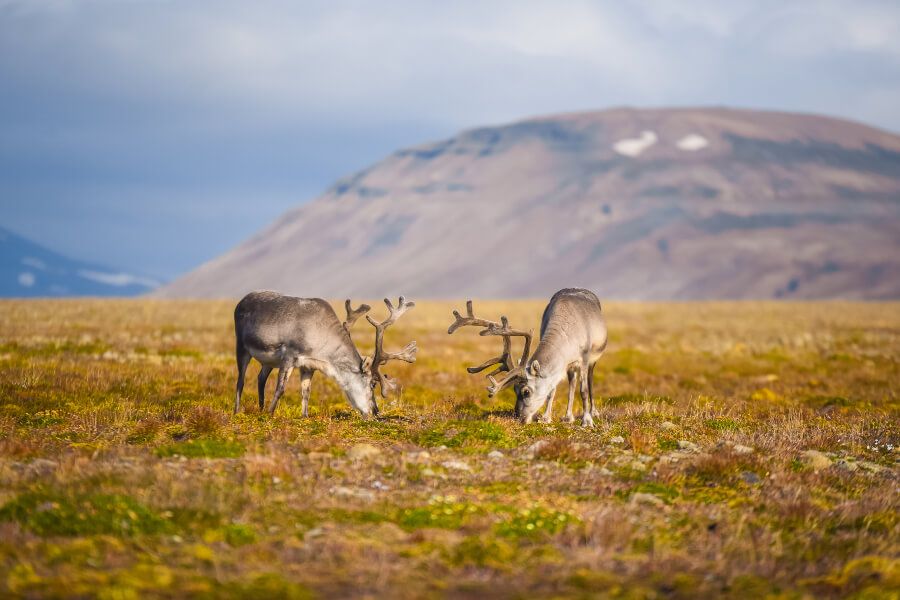 21 reindeer facts - Inspiring Vacations