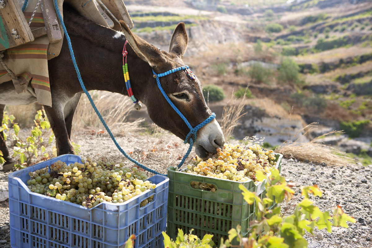 A Donkey at the Santo Wines Vineyard