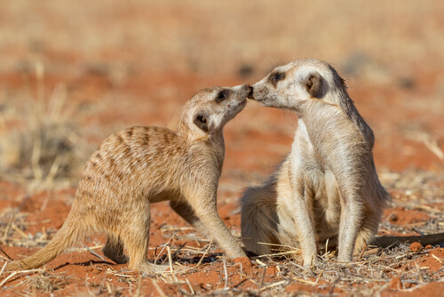 Meerkats interacting is just one of the many sights you can see when visiting the Kalahari Desert.