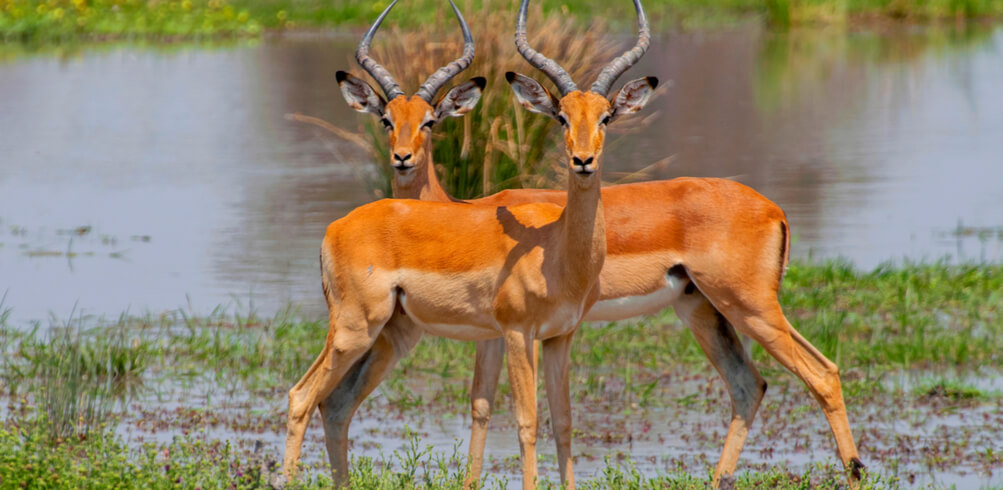 5 African Adventures 