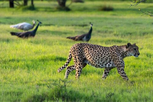 A cheetah roams freely on Sir Bani Yas Island, a unique Abu Dhabi wildlife experience during your stopover
