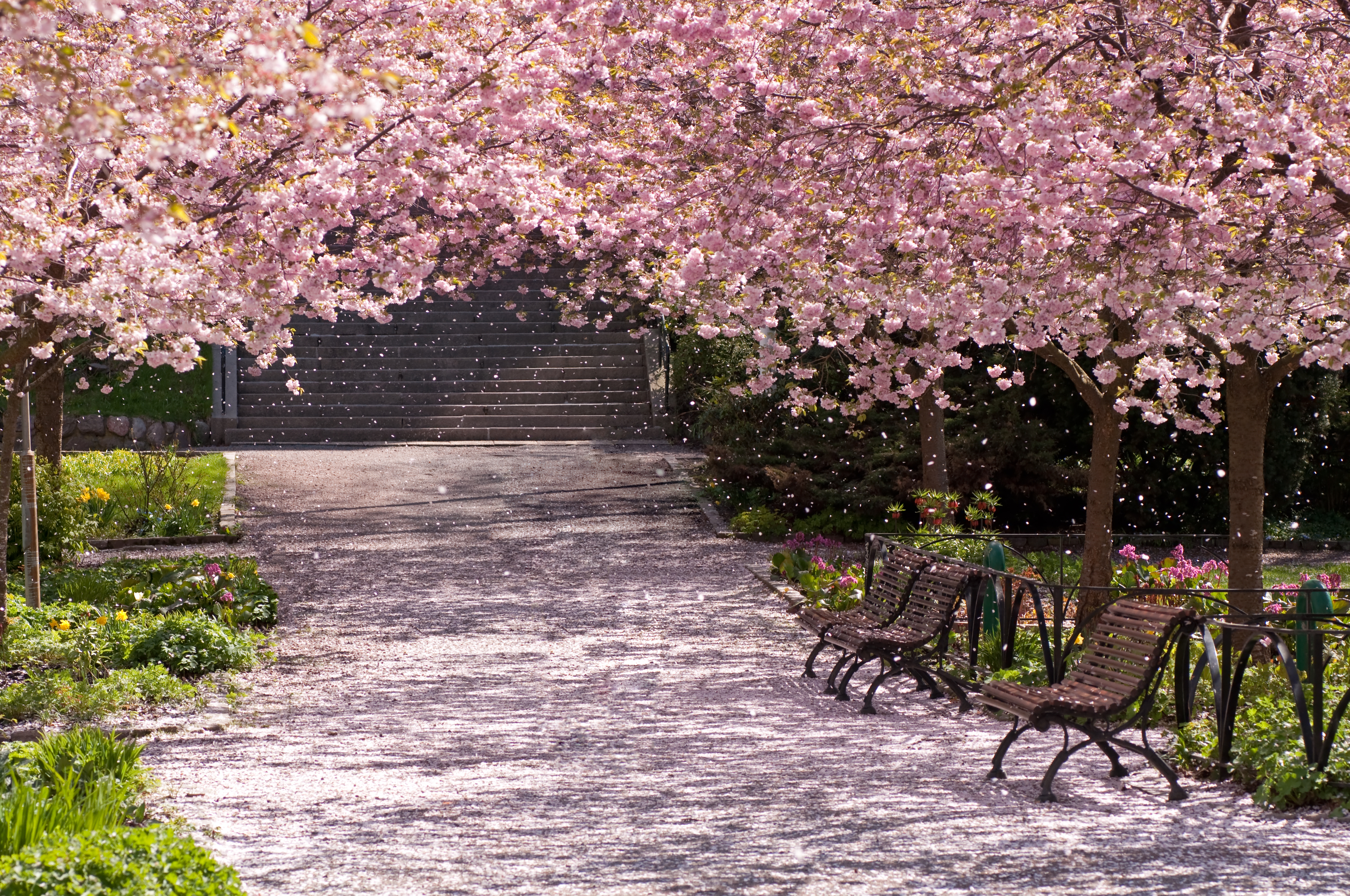 Cherry blossoms falling in a park
