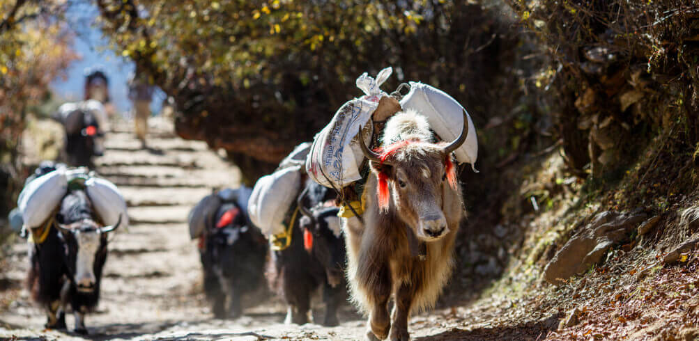 A Day In The Life: Yak Herder 