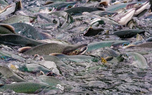 An Alaskan Salmon Run.