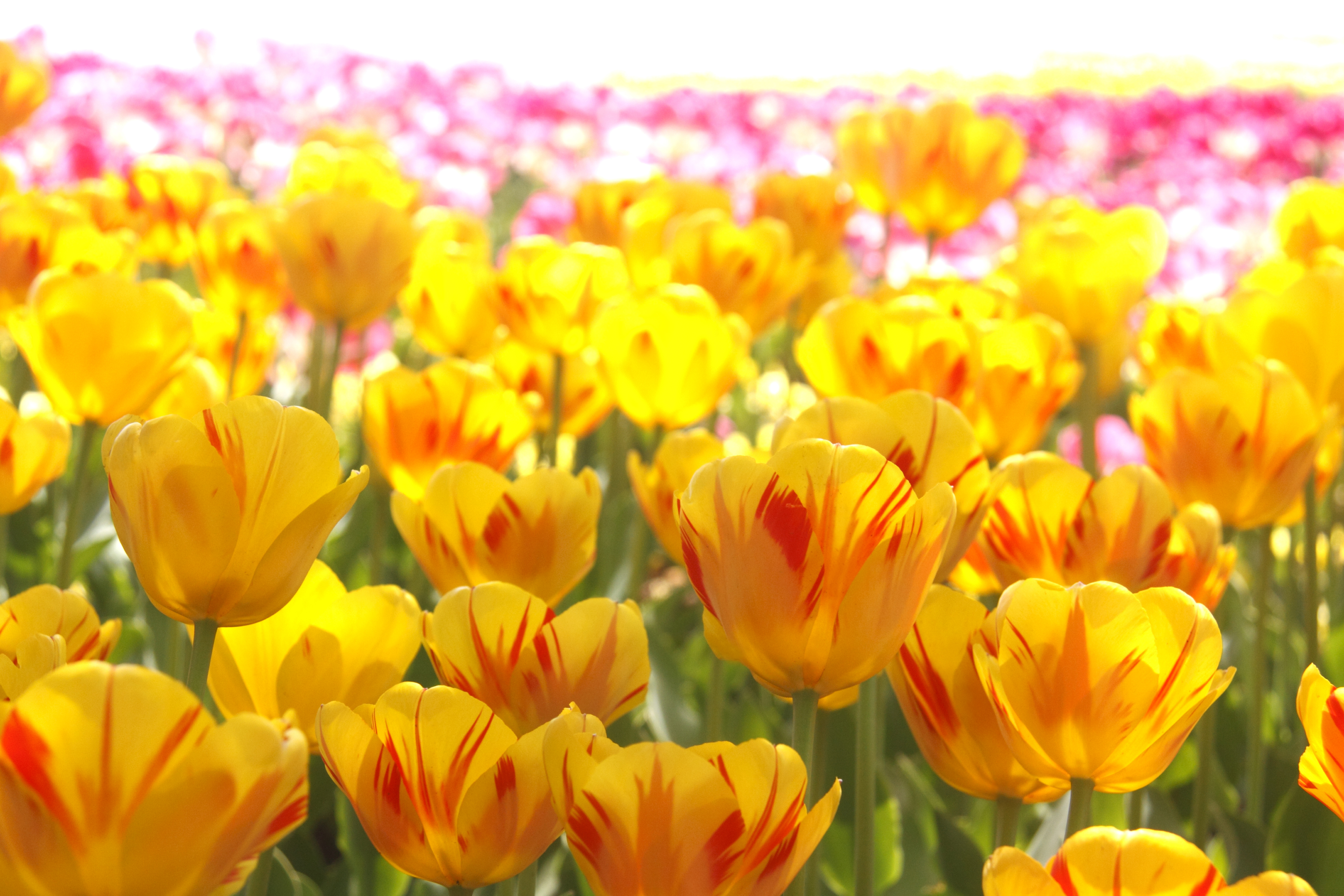 Yellow tulips in bloom&mdash;a highlight of springtime tulip festivals across Japan.