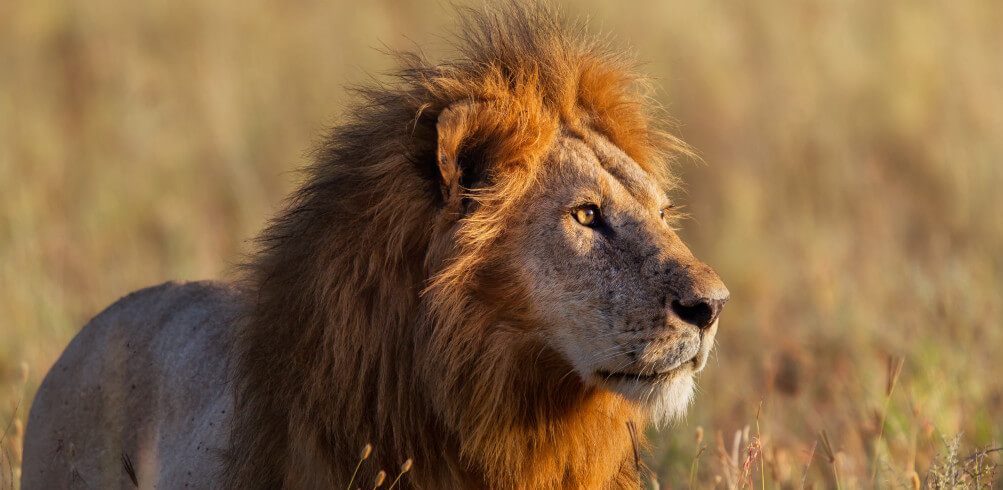 10 Unforgettable Experiences In Tanzania  