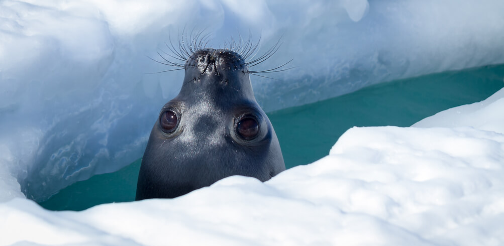 Guide To Antarctica’s Most Famous Wildlife