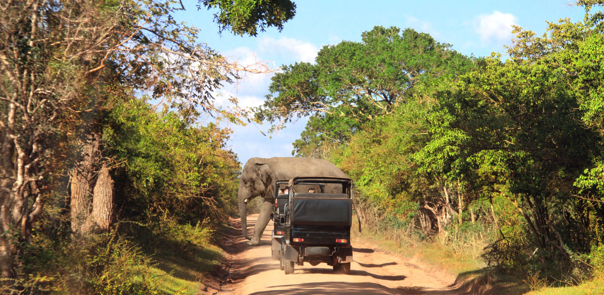 Snapshot: Yala National Park