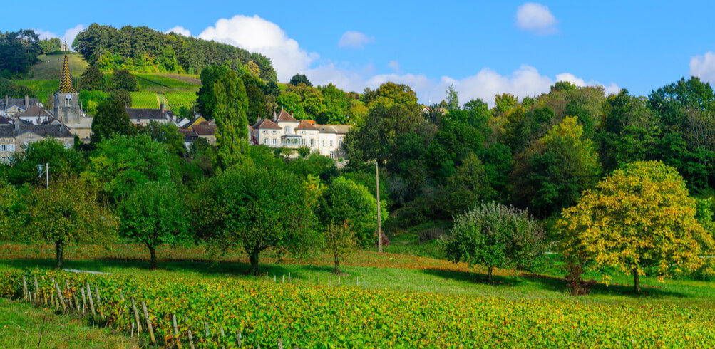 Snapshot: Côte D'or Vineyards 