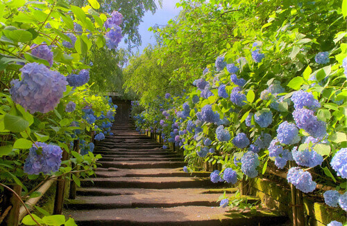 Blue and purple hydrangeas at the Meigetsu-in Temple