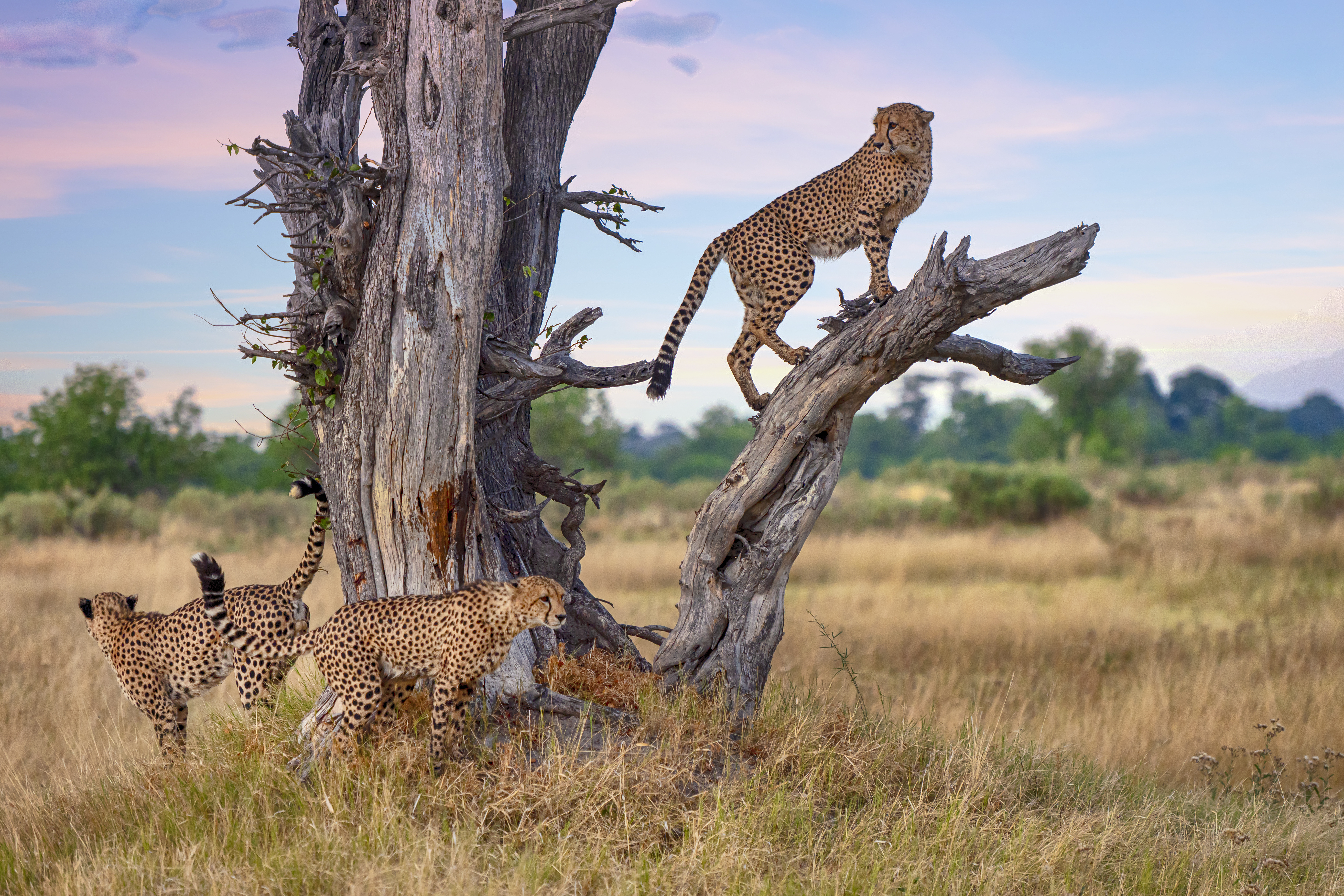 Three cheetahs on a tree in Tanzania, spotted during a Serengeti safari on an African wildlife tour