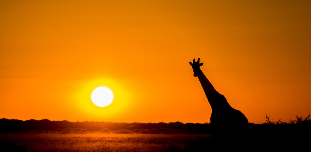 Why Botswana Is A Top Safari Destination 